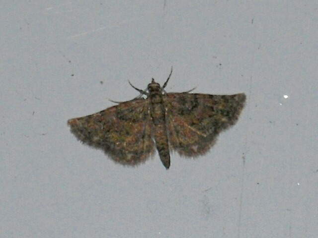 ���֥����ӥʥߥ��㥯