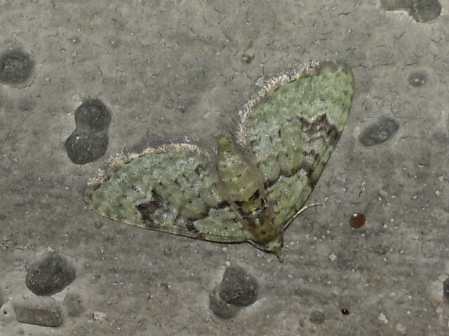 �������������ʥߥ��㥯