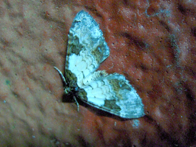 �ʥ������ʥߥ��㥯