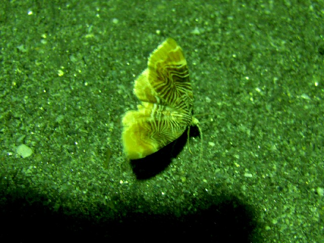 �ۥ������ʥߥ��㥯