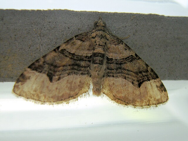 �ե��ȥӥ����ʥߥ��㥯