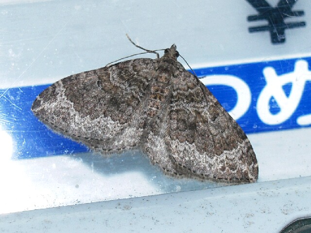 �եȥ��ޥʥߥ��㥯