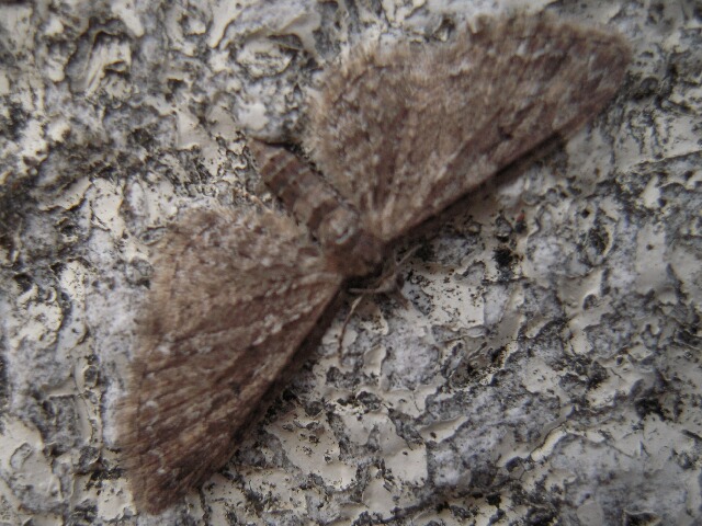 カバナミシャク