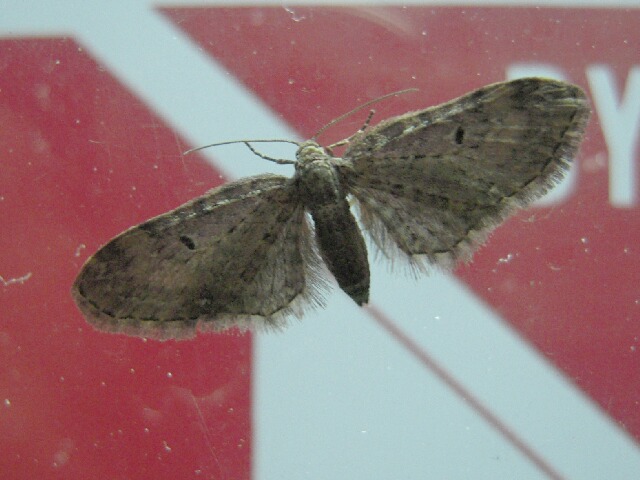 カバナミシャク