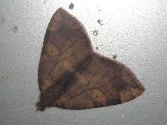 モンキキナミシャク