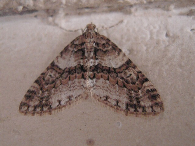 �����٥˥����ʥߥ��㥯