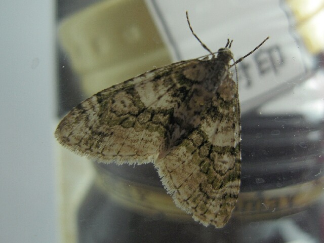 �����٥˥����ʥߥ��㥯