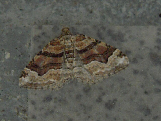 フタトビスジナミシャク