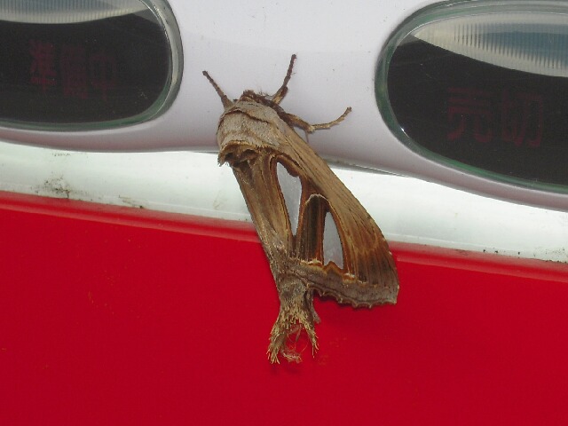 �����󥹥����ɥ�