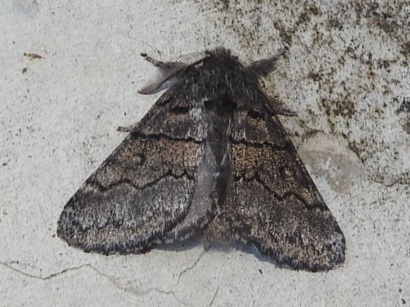 ���ե����ӥ�����ۥ�