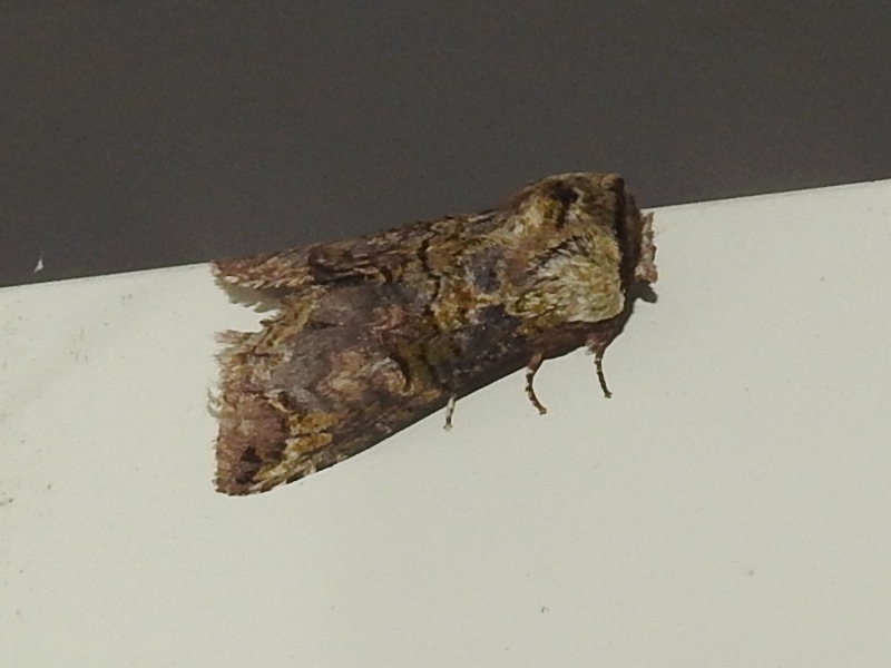 ��ߥ�󥷥���ۥ�