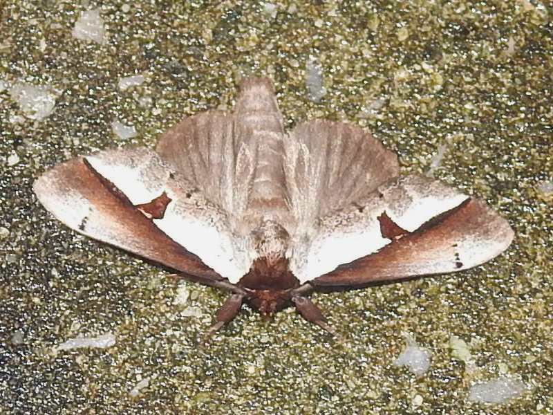 �ʥ�����������ۥ�