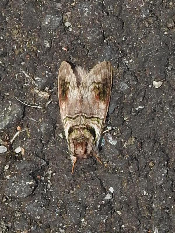 �˥å���������ۥ�