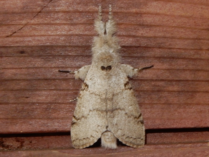 �����ҥ��ɥ���