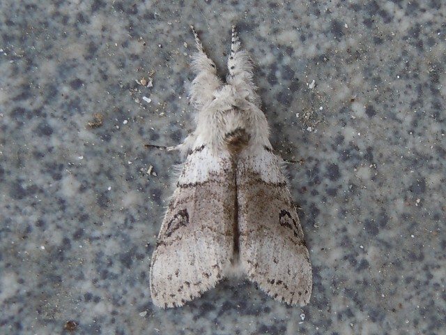 ��󥴥ɥ���