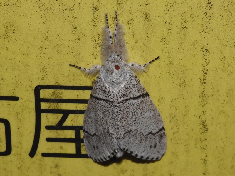 ��󥴥ɥ���