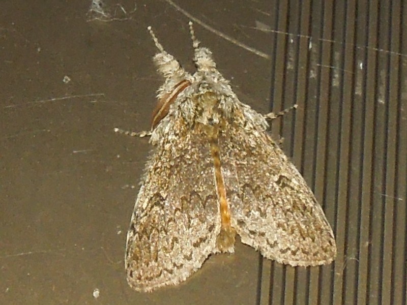 �������ɥ���