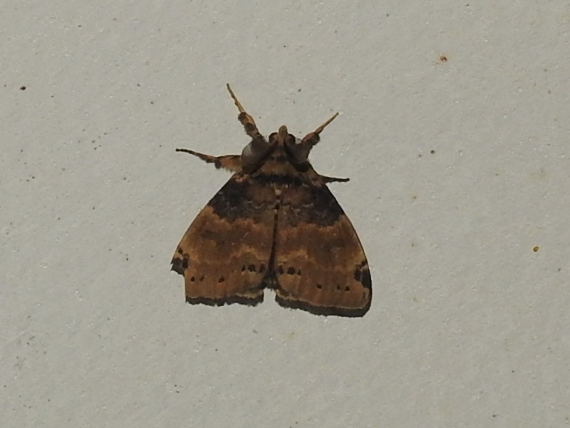 �֥ɥ��ɥ���