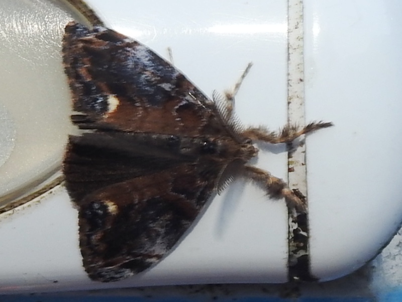 �������ɥ���