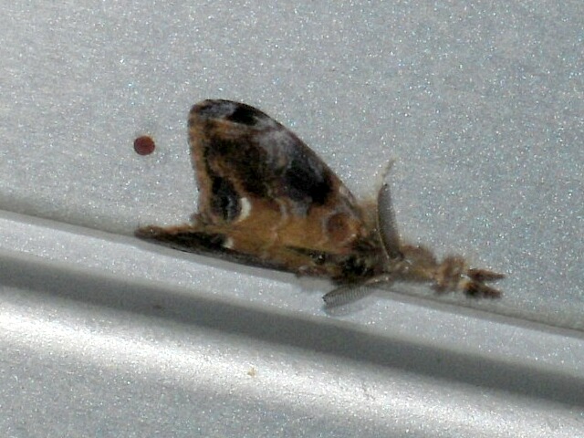 �ҥ᥷�����ɥ���