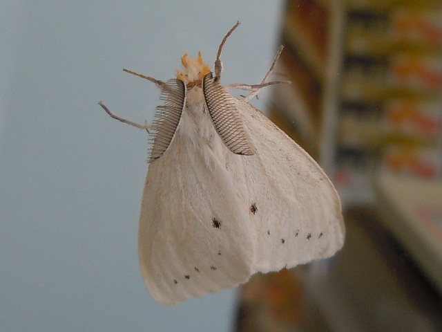 ���������ɥ���