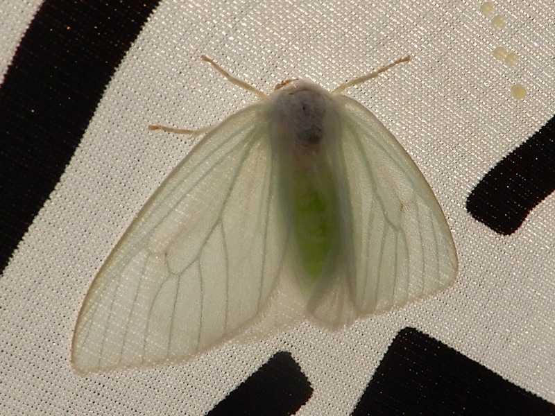 �ҥ᥷���ɥ���