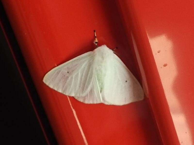 �������ɥ���