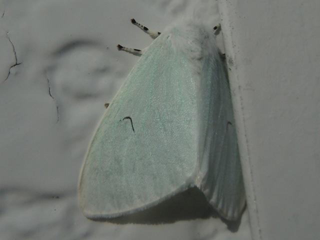 ������ɥ���