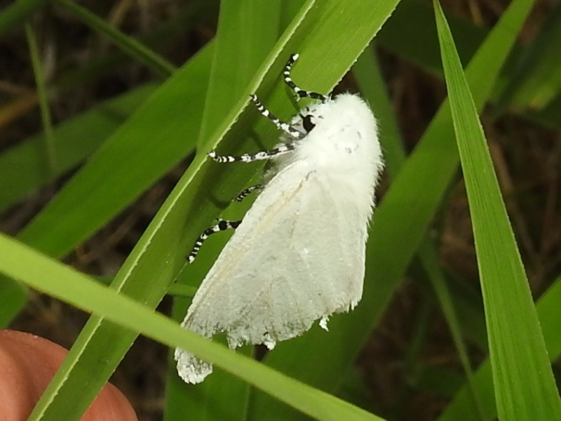 ��ʥ��ɥ���