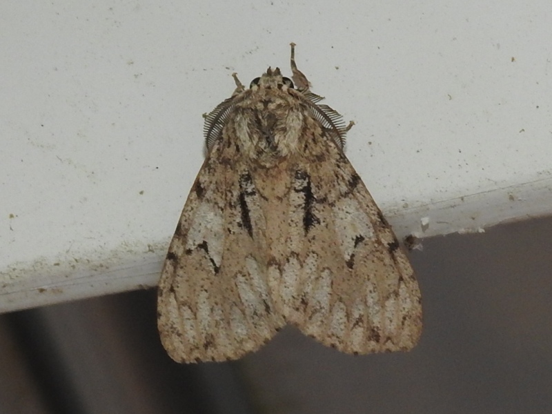 �Х󥿥��ޥ��ޥ�