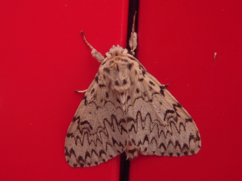 �ߥΥ��ޥ��ޥ�