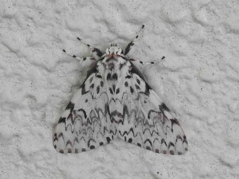 �Υ�ͥޥ��ޥ�