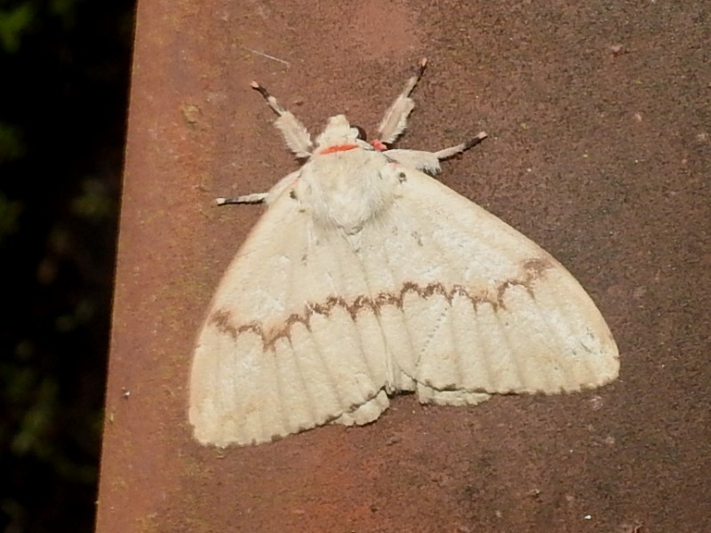 �ޥ������ޥ��ޥ�