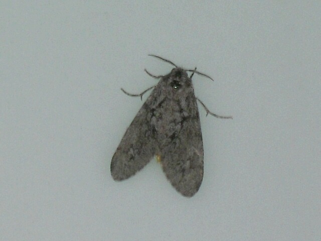 ���������ޥ��ޥ�