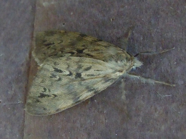 ���������ޥ��ޥ�