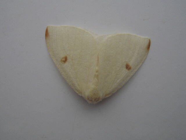 �˥�ȥ��ɥ���