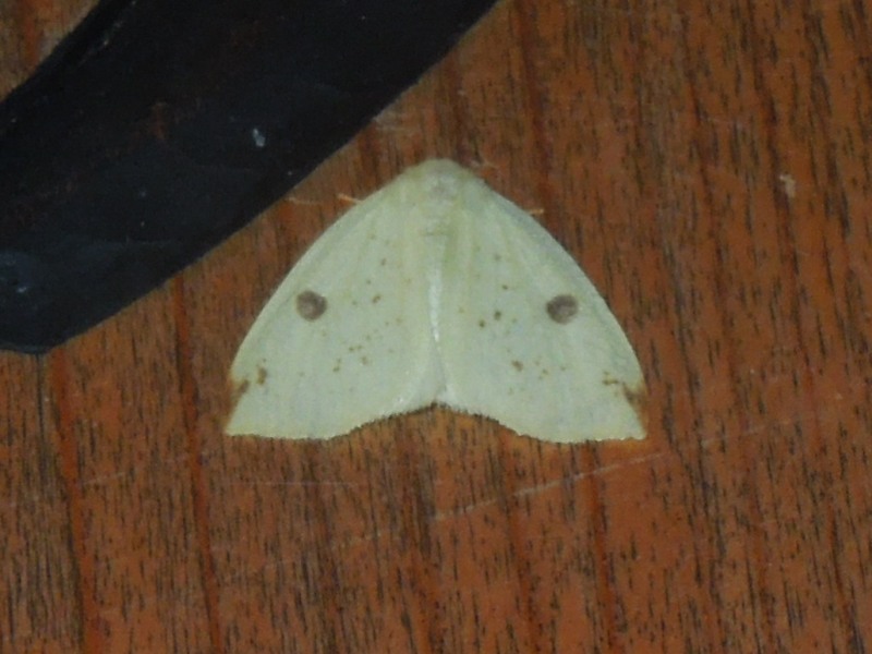 �˥�ȥ��ɥ���