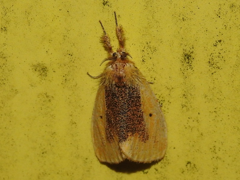 �������ɥ���