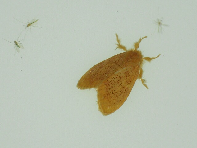 ���ޥե�ɥ���