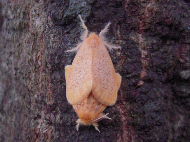 ���ޥե�ɥ���