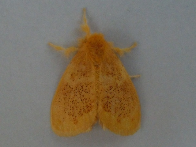 ���ޥե�ɥ���