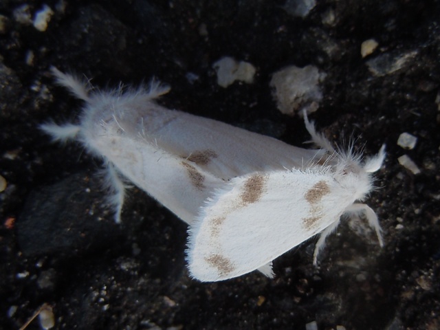 ��󥷥��ɥ���