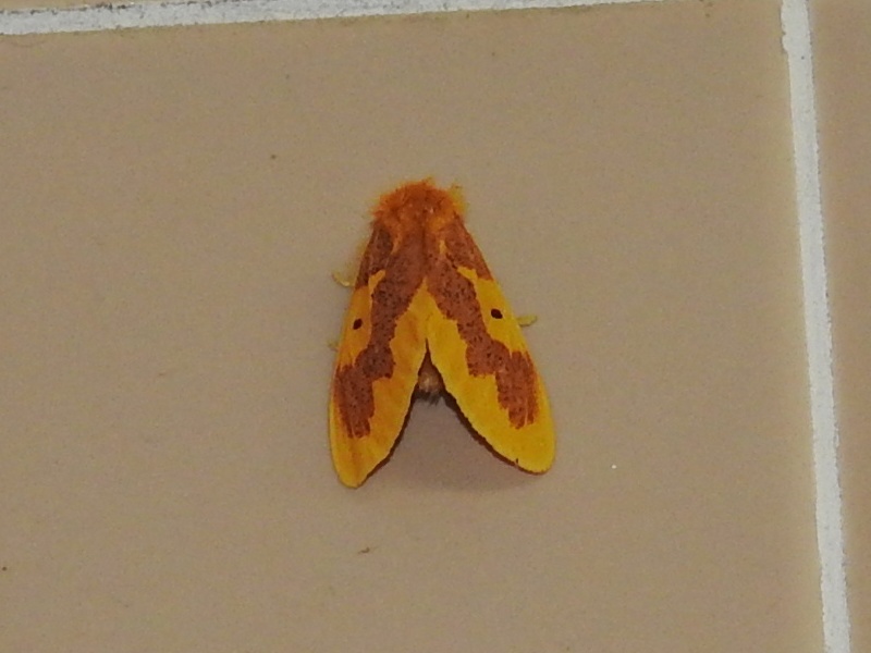 �ե��ۥ��ɥ���