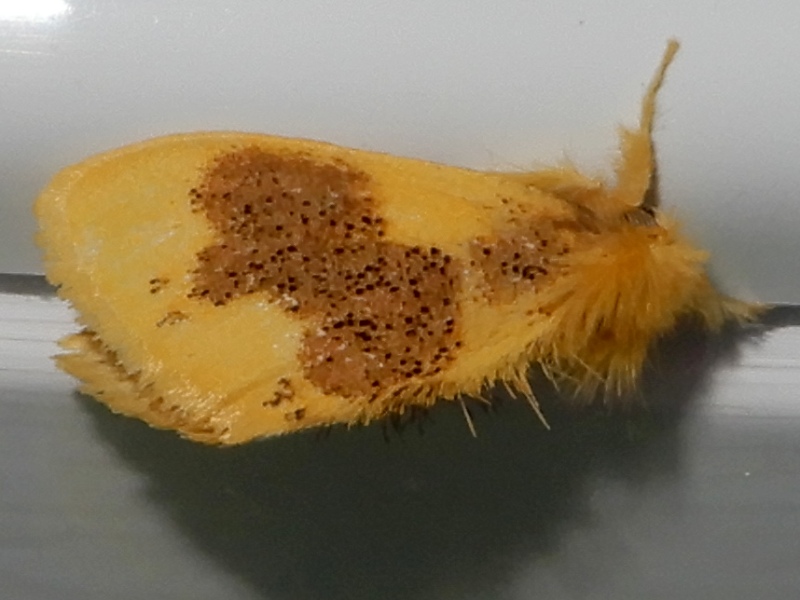 ���ɥ���