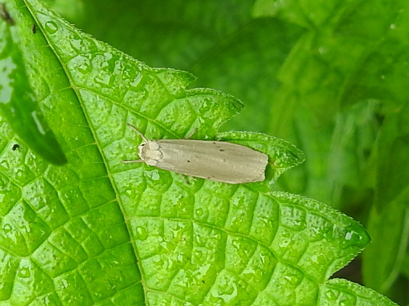 �ۥ��ۥ���