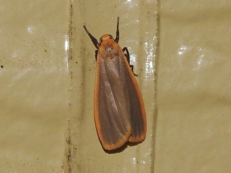 �˥����ޥ��ۥ���