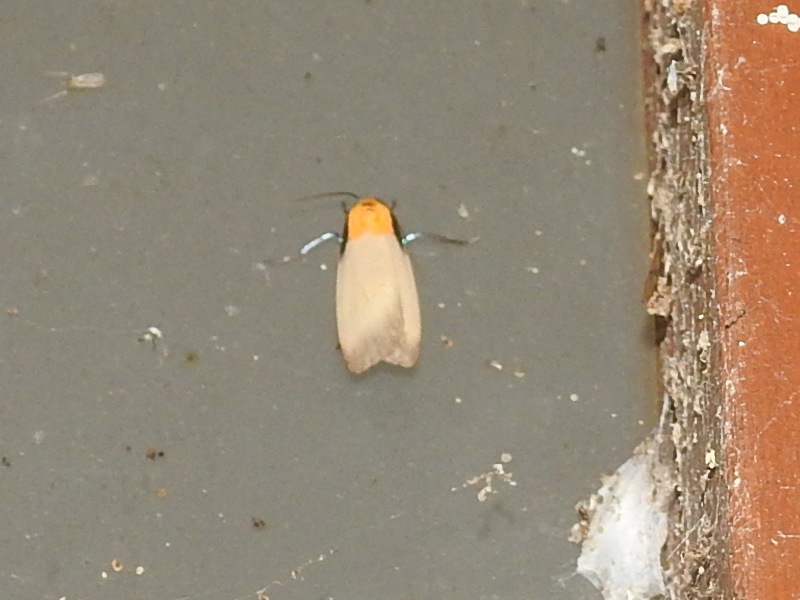 ��ĥܥ��ۥ���