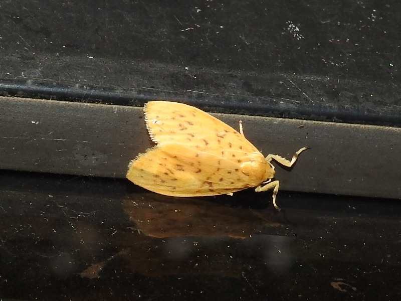 �䥯���ޥ�������