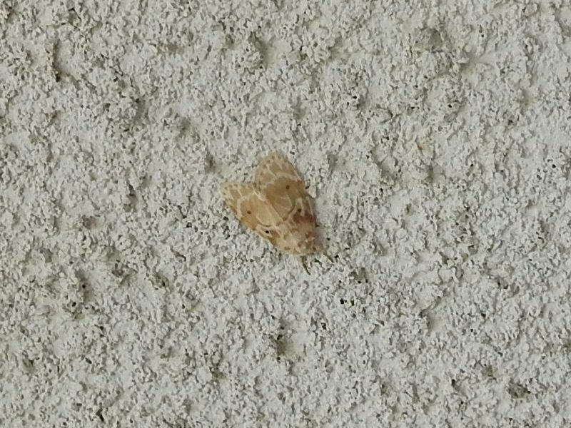 �����Хե��ۥ�������