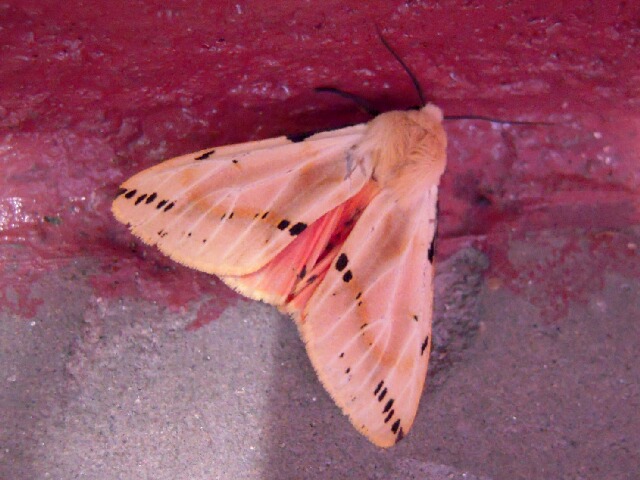 �������ҥȥ�